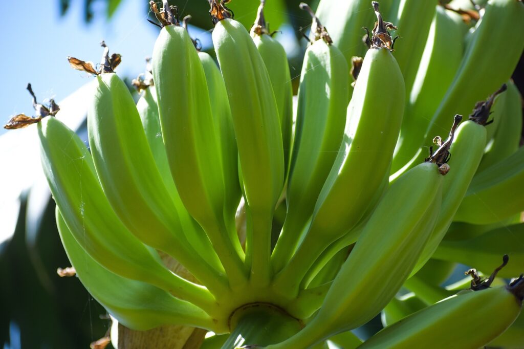 bananas-5241527_1280