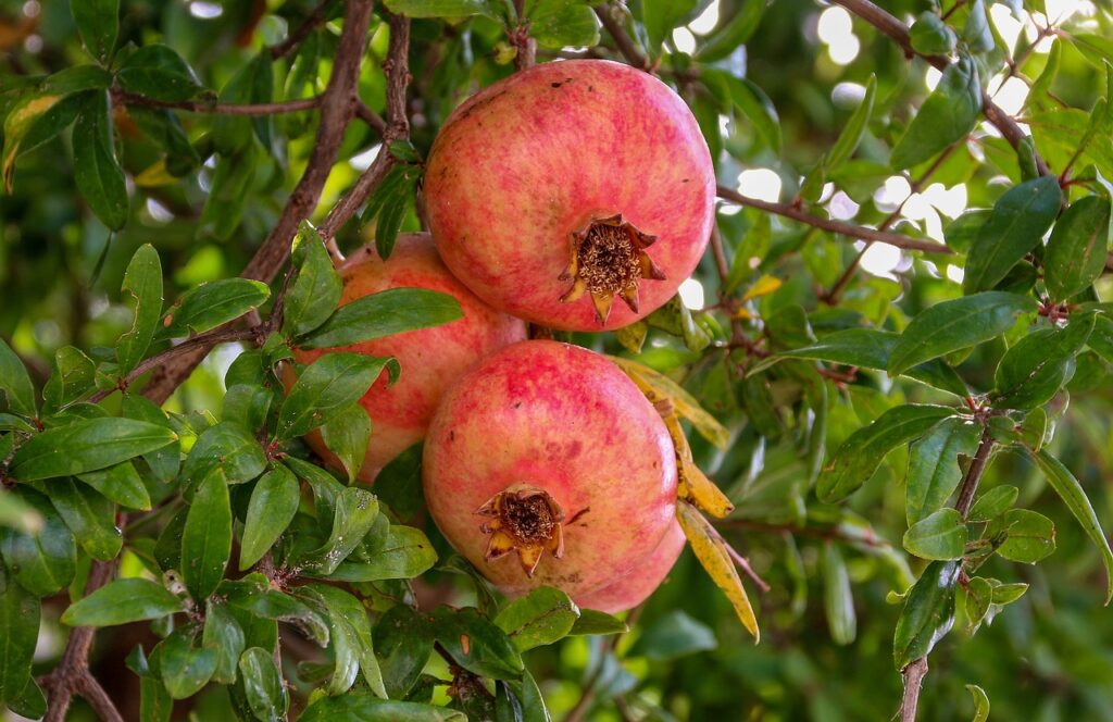 fruit-3198418_1280
